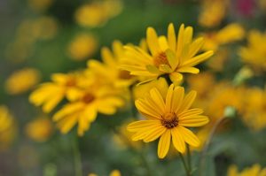 2 flores de heliopsis longipes en medio de un jardín