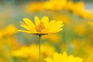 Flor de heliopsis longipes en medio de jardín de heliopsis