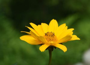 Flor de heliopsis longipes tomada de lado