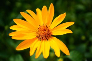 Flor de heliopsis longipes con fondo desenfocado